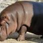 'Male' hippo in Japanese zoo found to be female