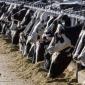 Remnants of bird flu virus found in pasteurized milk, FDA says