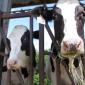 FDA: US commercial milk supply safe despite discovery of bird flu virus fragments