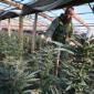 US moves to reclassify marijuana as less dangerous