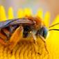 زنبور برگ‌ بُر ؛ بریدگی برگ های باغچه شما همیشه کار آفت های کوچک نیست! (عکس)