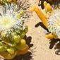 Illegal trade booms in South Africa's 'super-strange looking' plants