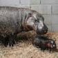 Virginia zoo welcomes newborn pygmy hippopotamus as year ends