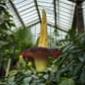 Plantwatch: the smelly deception of titan arum’s phallic spadix