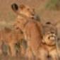 Rebuilding and repopulating Mozambique's Gorongosa National Park | 60 Minutes