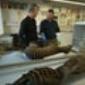 Reported sightings of extinct Tasmanian tiger come by the thousands