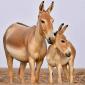 Newborn foals give hope to Persian zebra’s survival