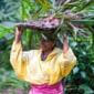 Meet Kerala’s ‘rainforest gardeners’ creating a Noah’s ark for endangered plants