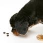 Don’t Like Eating Insects? Your Pet Might.