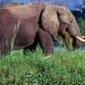 Two tourists from UK and New Zealand killed by elephant, Zambian police say