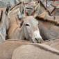 How the global trade in donkey skins threatens the lives of women and girls | Letter