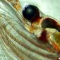 Tiny creatures gorge, get fat, and help fight global warming