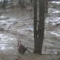 Flash Flooding in Ruidoso, New Mexico, Sweeps Homes Away and Forces Rescues