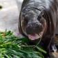 Pygmy hippo Moo Deng celebrates first birthday with fruit cake – video