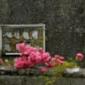 Dig begins at site in Ireland believed to hold remains of nearly 800 infants