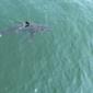 Great white sharks head north, following seals and alarming beachgoers