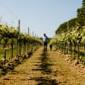 ‘We cannot do it the way our fathers did’: farmers across Europe struggle to adapt to the climate crisis
