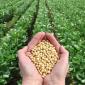 آغاز پرداخت وجوه خرید سویای کشاورزان با قیمت تضمینی