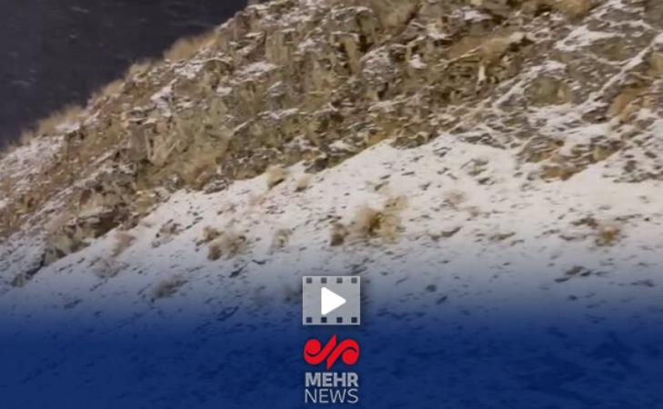 گزارش خبرنگار مهر از بارش برف در جاده چالوس