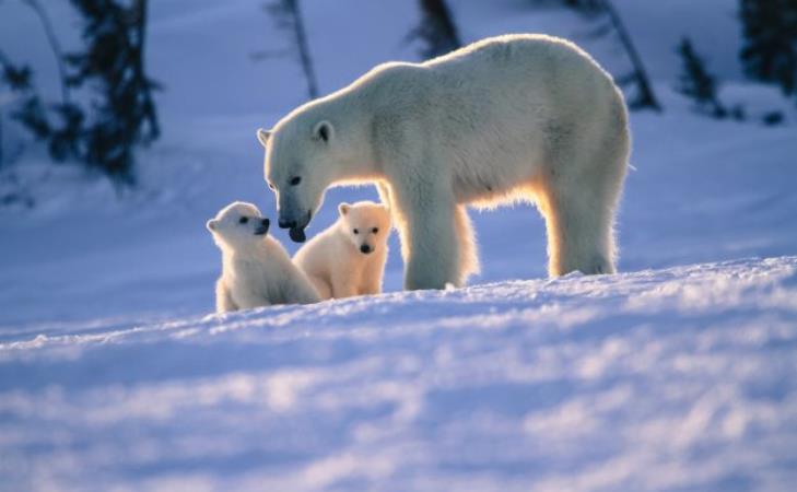 اتفاقی نادر در حیات وحش؛ خرس قطبی توله دیگری را به فرزندی پذیرفت: ببینید