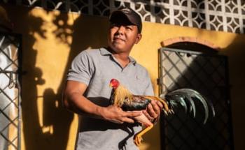 As Colombia moves to outlaw cockfighting, a bloody night unfolds in Cartagena