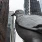 A Giant Pigeon Is Leaving the High Line